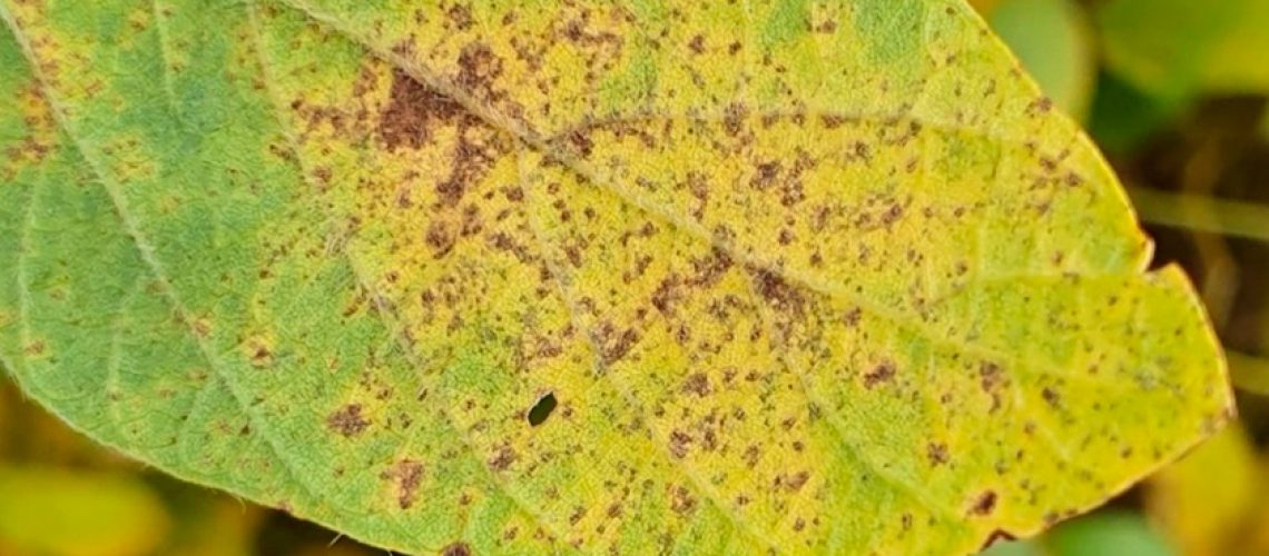 ferrugem asiatica
