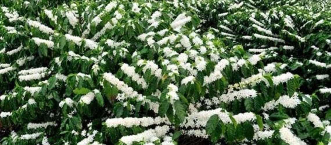 florada-cafe-arabica-zpcvmq-918x474