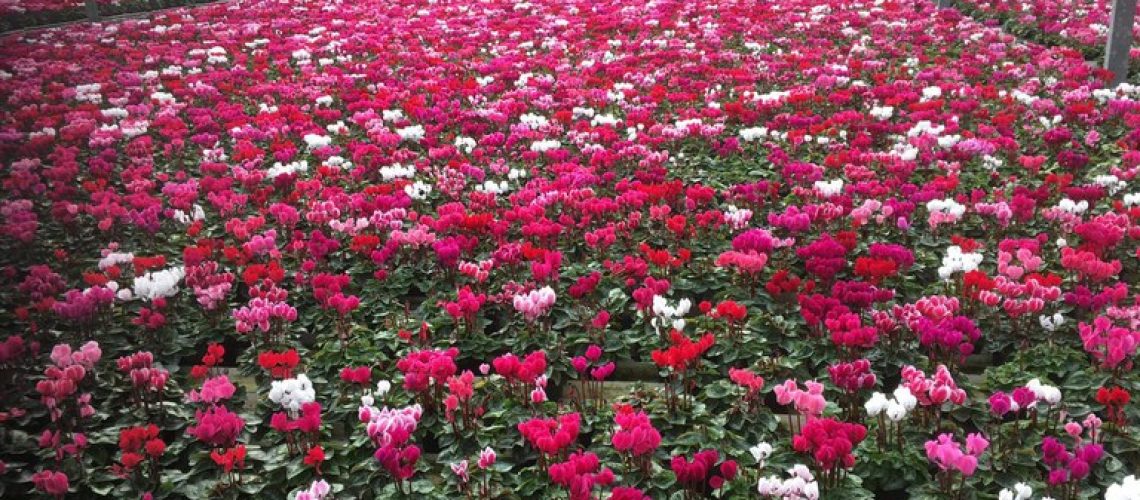 flores