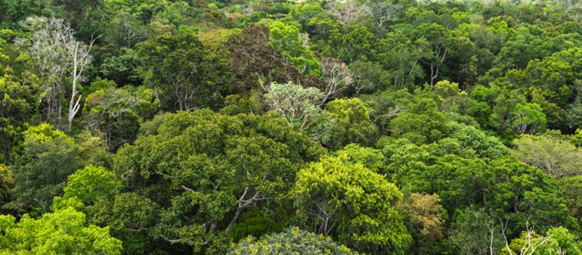 floresta