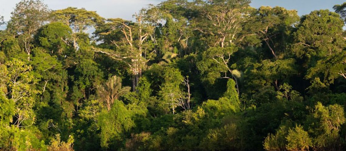 floresta