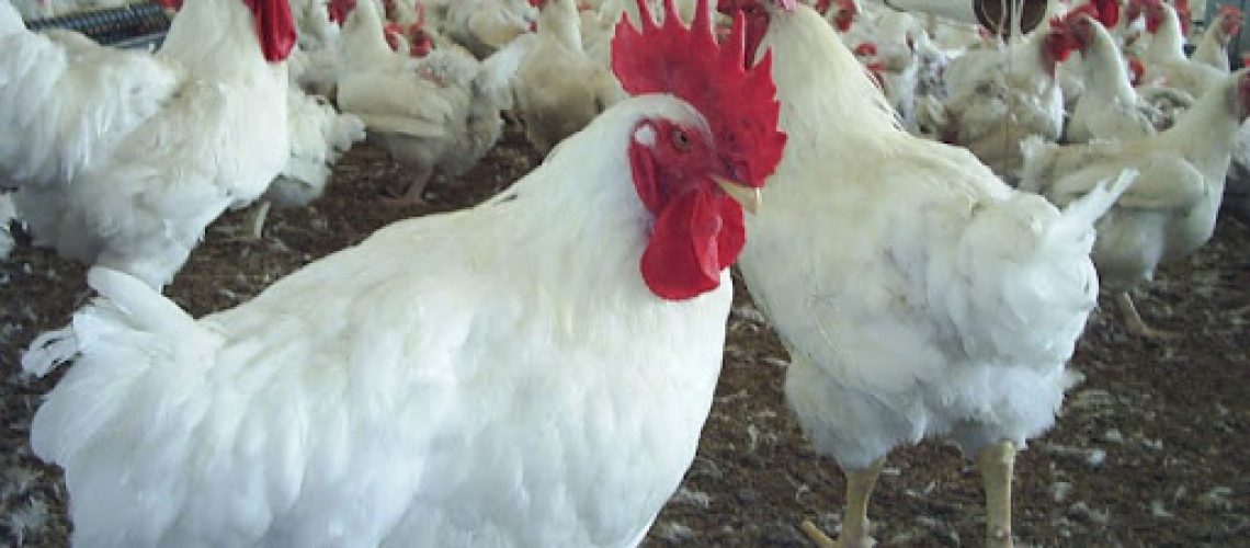 frango