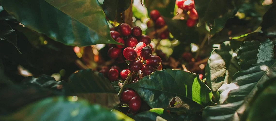 frutas-e-folhas-de-cafe-na-plantacao