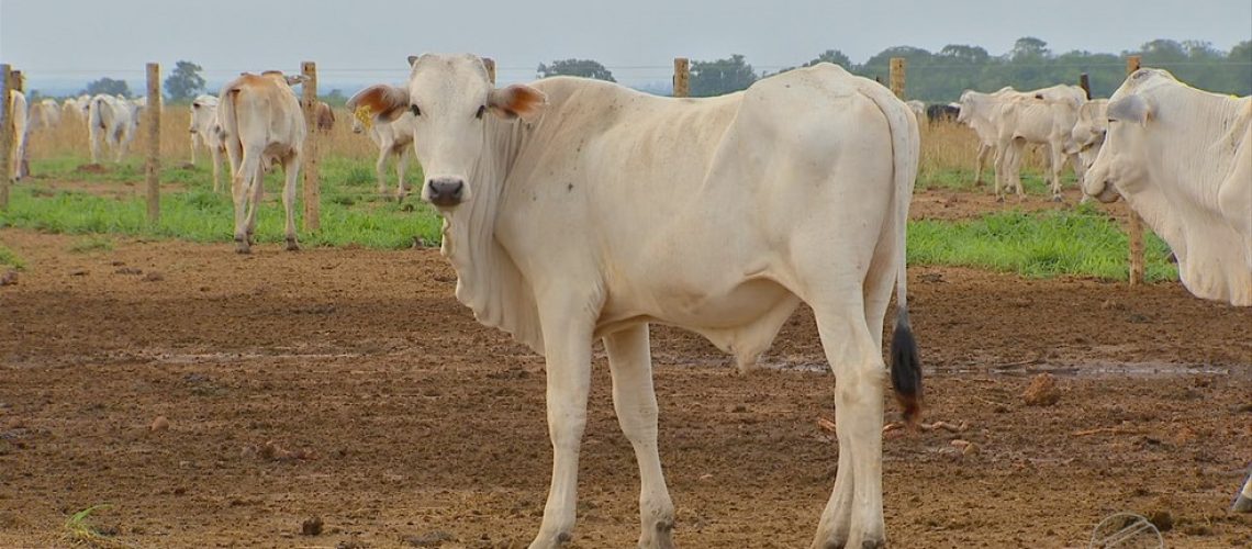gado-1