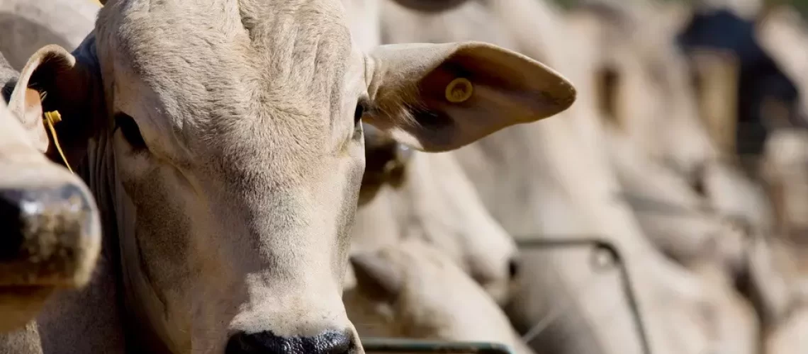 gado-em-confinamento