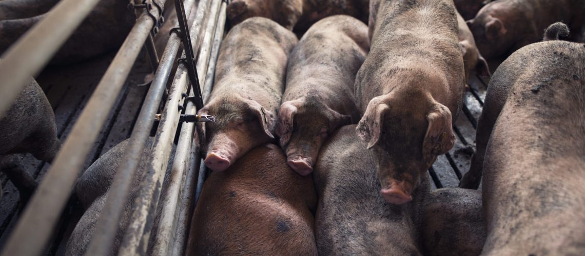 Group of pigs domestic animals sleeping at pig farm.