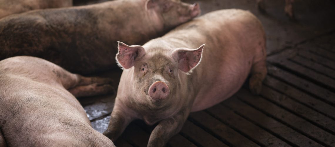 Group of pigs domestic animals at pig farm.