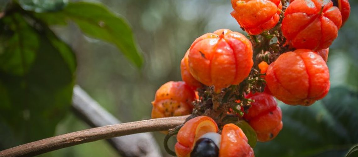 guaraná