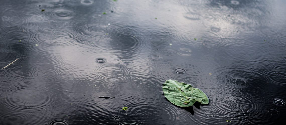 A high angle closeup shot of an isolated green leaf in a puddle on a rainy day