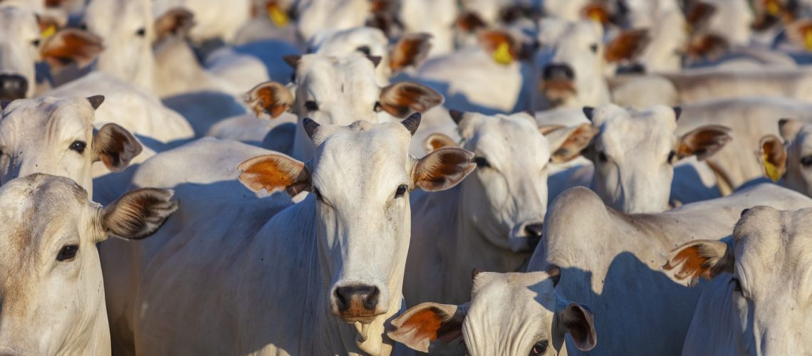 iStock-1283520570-scaled