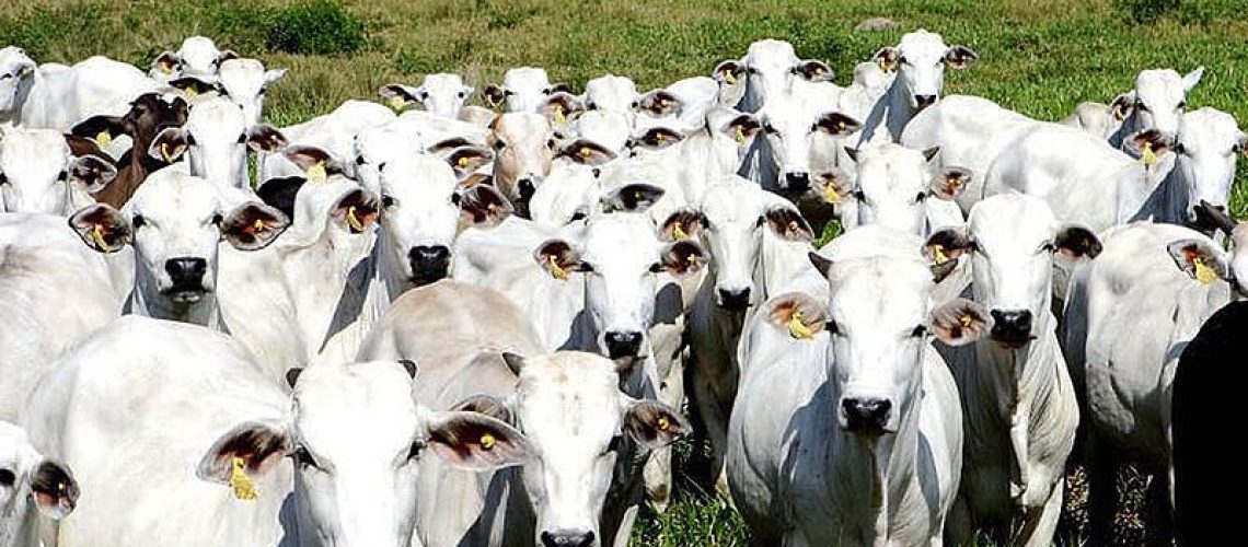 image_processing20200201-29235-1347awg