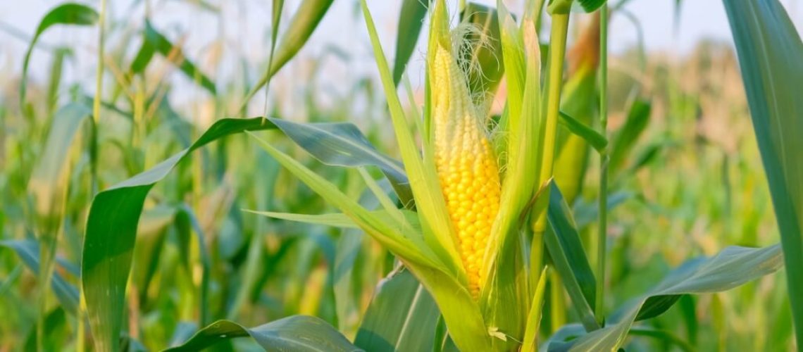 imagem-espiga-campo-milho-safrinha