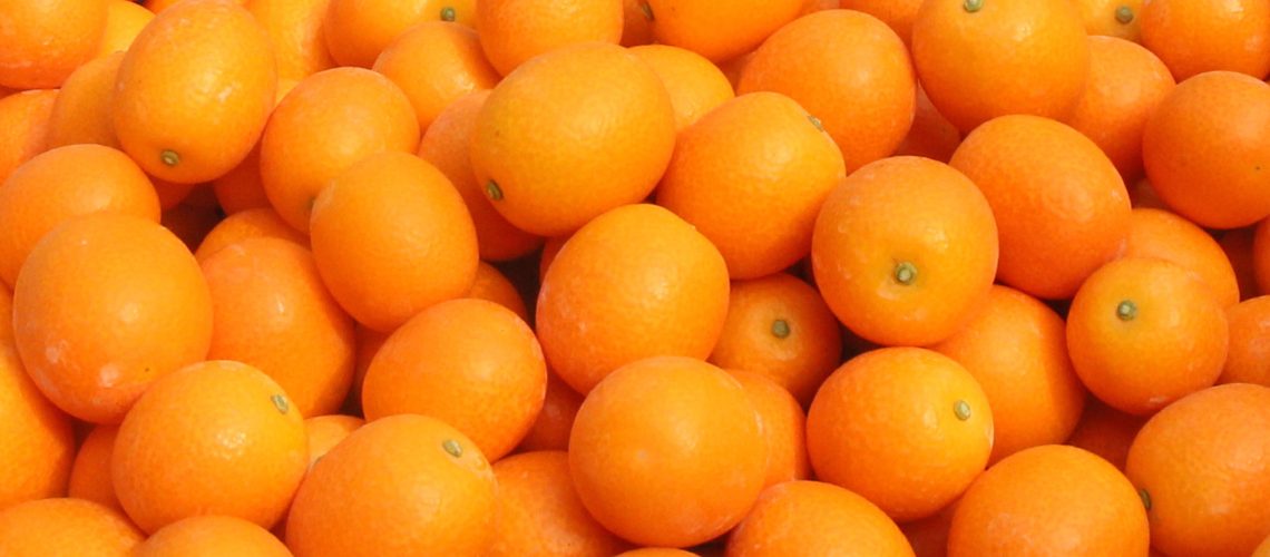Tamatama is pictured in Nichinan, Miyazaki Prefecture on Jan.20, 2020. Tamatama, a brand of Chinese orange, must have sugar content of more than 16 degree and be bigger than 2.8 centimeter in diameter. They are eaten without peeling. ( The Yomiuri Shimbun )