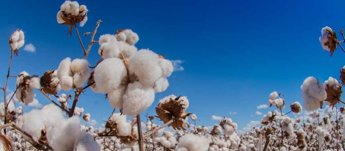 lavoura-de-algodao