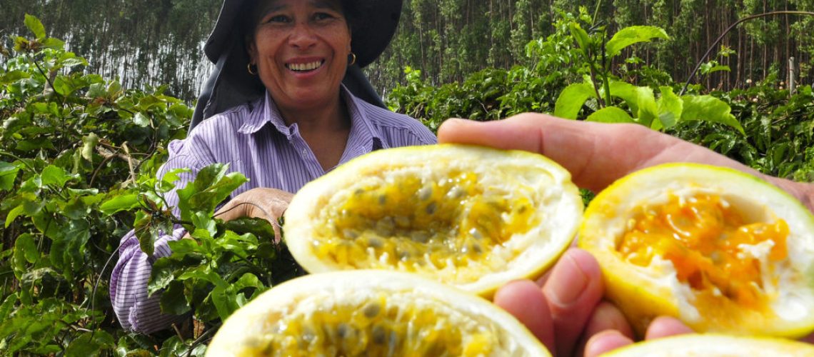 Núcleo Rural Pipiripau, Planaltina, Brasília, DF, Brasil 22/8/2017 Foto: Tony Winston/Agência Brasília.

A terceira edição da Expedição Safra-Brasília fará uma análise completa da cultura do maracujá no Distrito Federal. Equipes da Emater-DF, da Secretaria da Agricultura, Abastecimento e Desenvolvimento Rural e da Embrapa Cerrados percorrerão 180 hectares de cultivo, em 126 propriedades.

A propriedade de Maria dos Anjos Silva, de 50 anos, no Núcleo Rural Pipiripau, foi uma das primeiras a ser visitada pelos extensionistas e pesquisadores do projeto. Ela cultiva maracujá na área há dez anos.