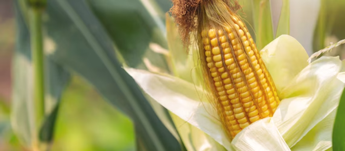 milho-na-haste-pronta-para-colher-no-campo_1150-21861