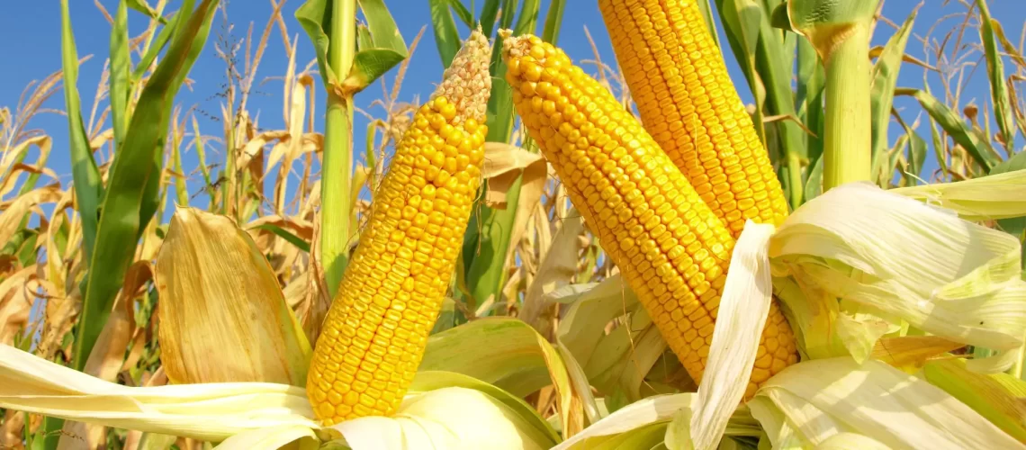 milho-safrinha-guia