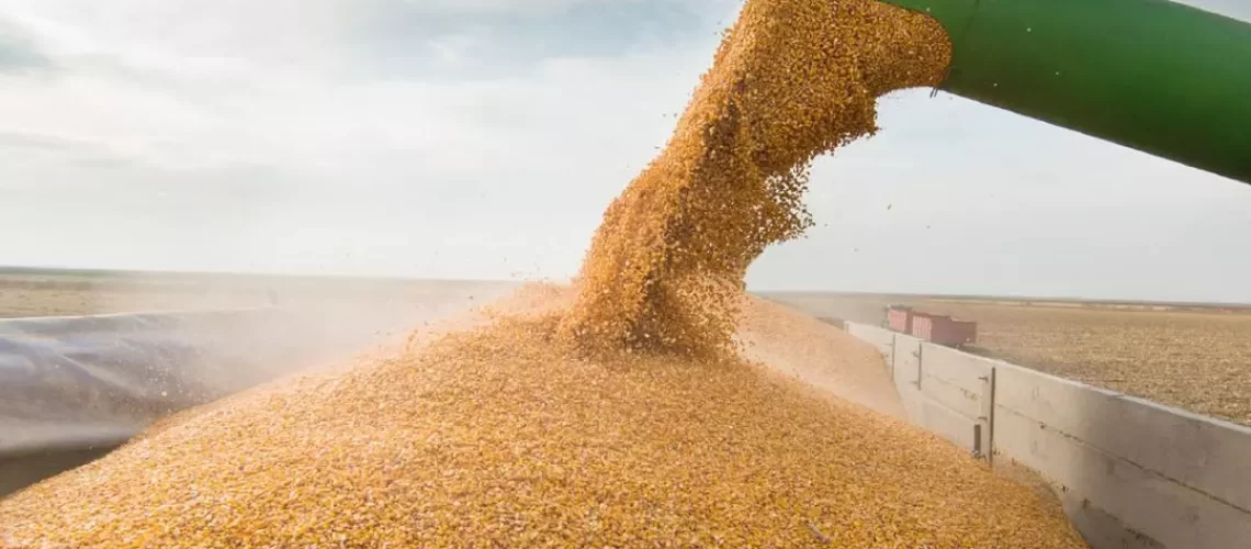 milho-sendo-carregado-em-caminhao (1)