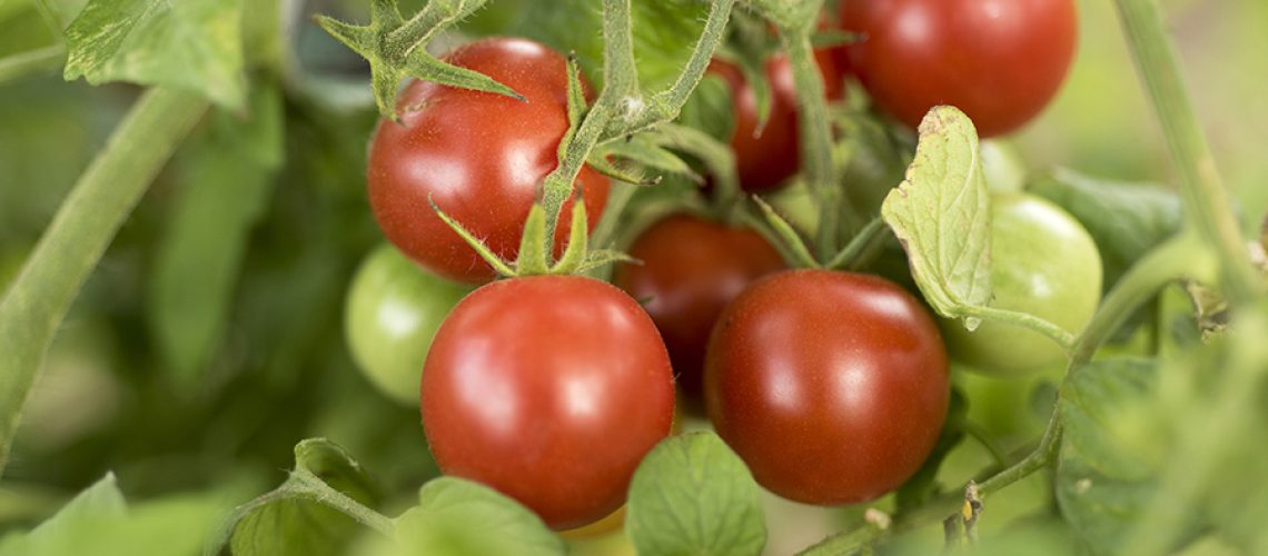group of tomatoes growing in vegetable garden, organic farming