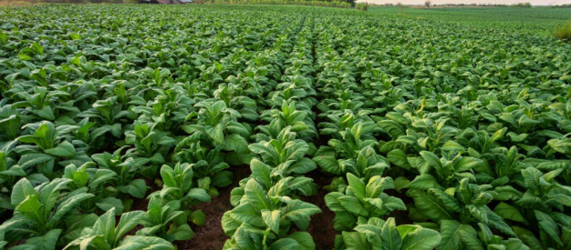o-campo-de-tabaco-folha-grande-do-tabaco-colhe-no-campo-da-plantacao-de-tabaco_61243-375