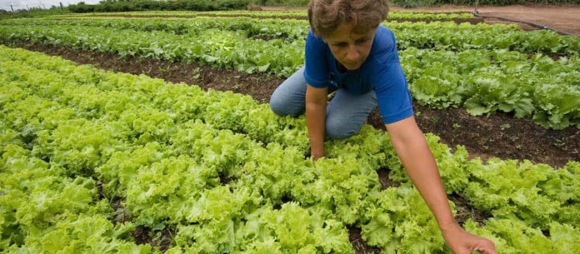 o-que-e-reforma-agraria-3