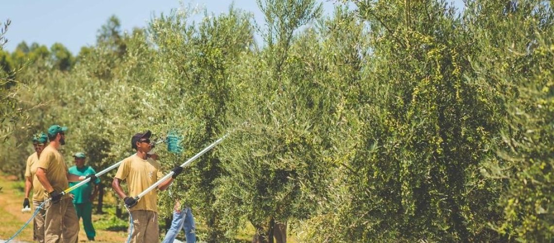 oliveiras