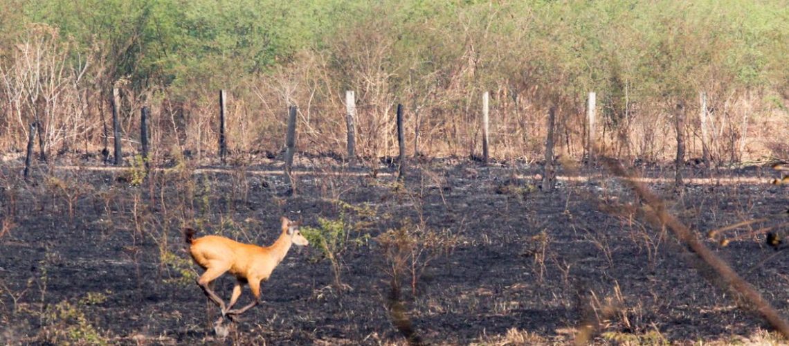 Incendios florestais entre Miranda e Corumbá BR 262 e MS 184