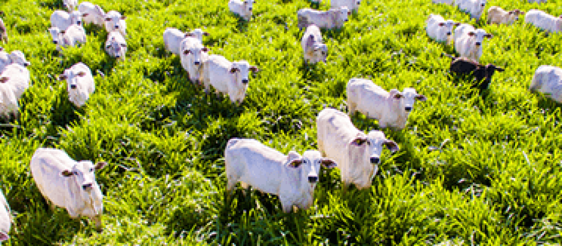 pasto