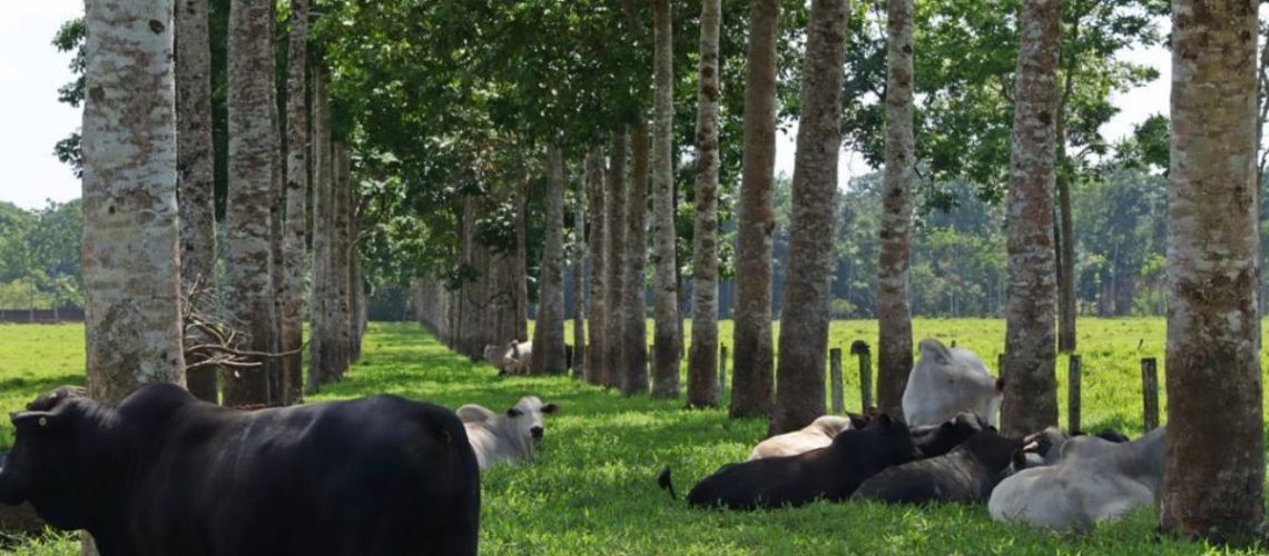 pecuaria-amazonia4