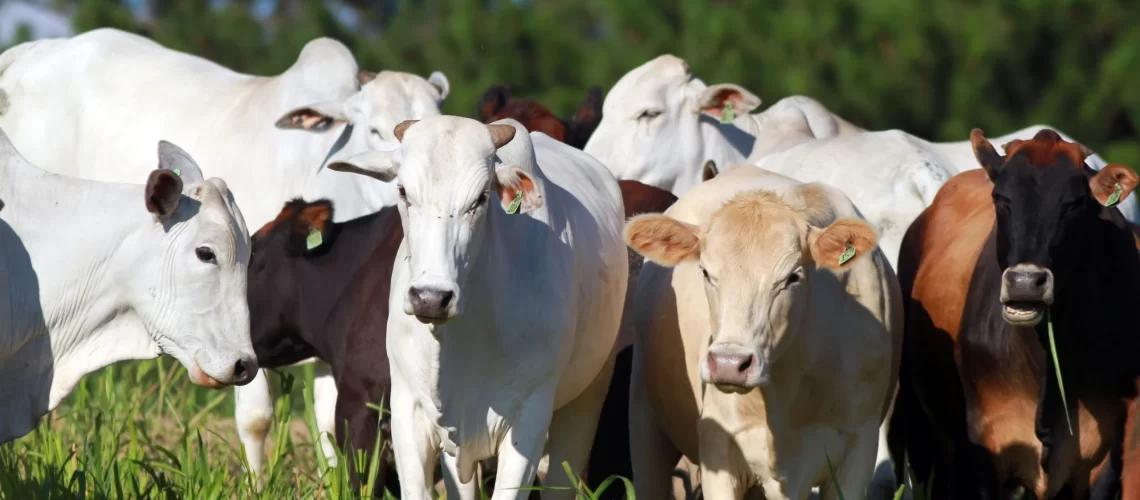 pecuaria-boi-parana-scaled-1 (1)