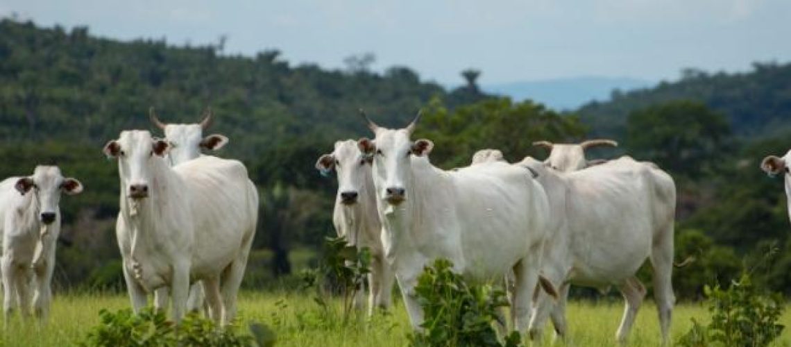 pecuaria legal