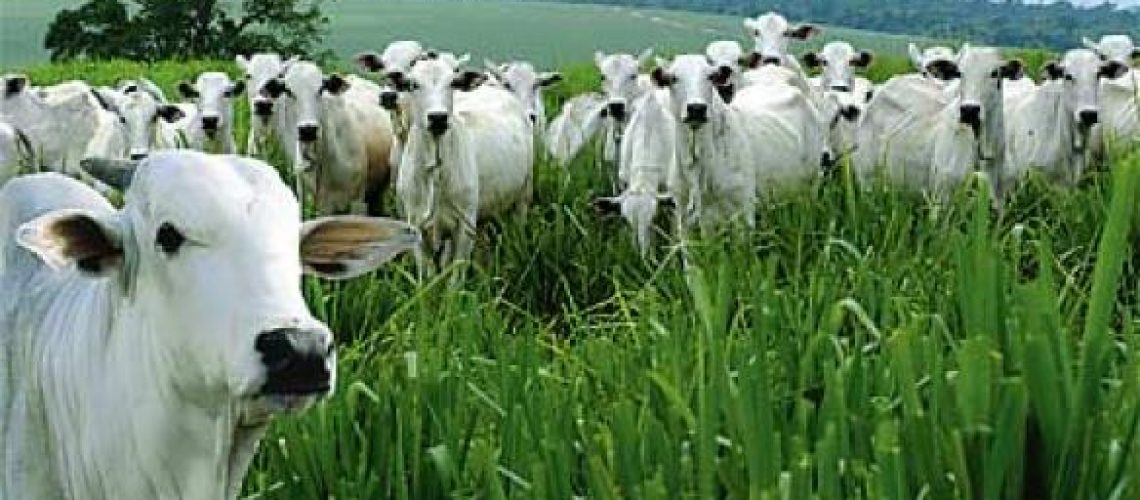pecuaria