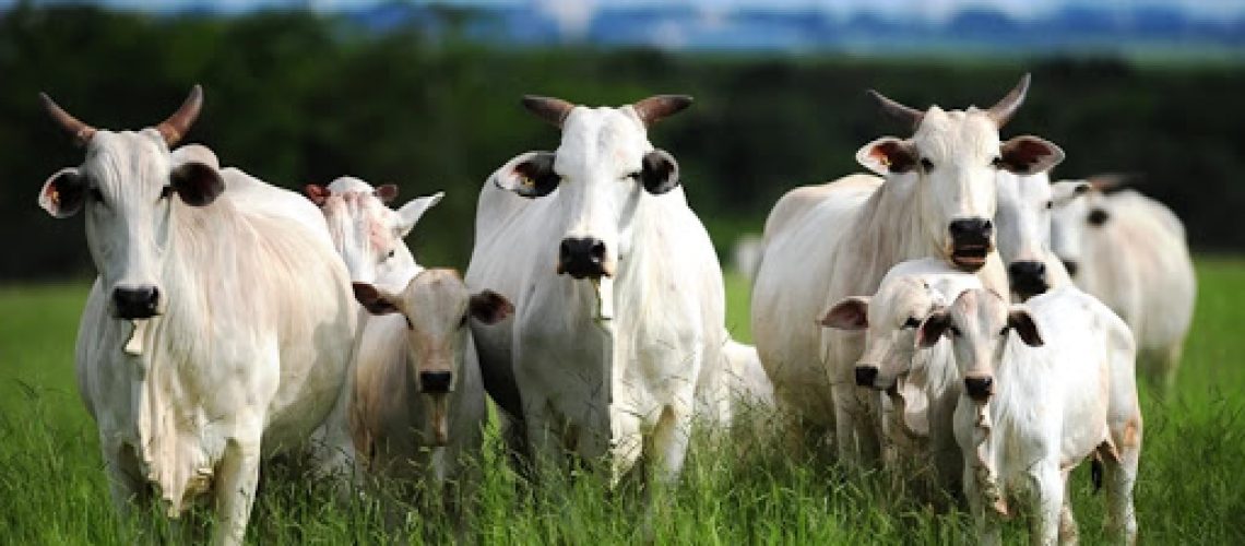 pecuaria sus