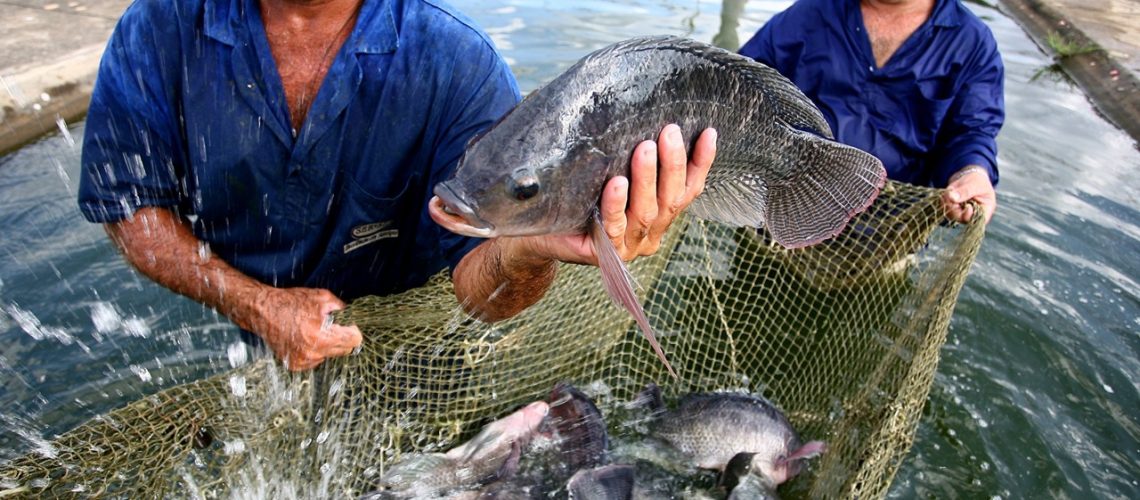 pecuaria_aquicultura_tilapia_003