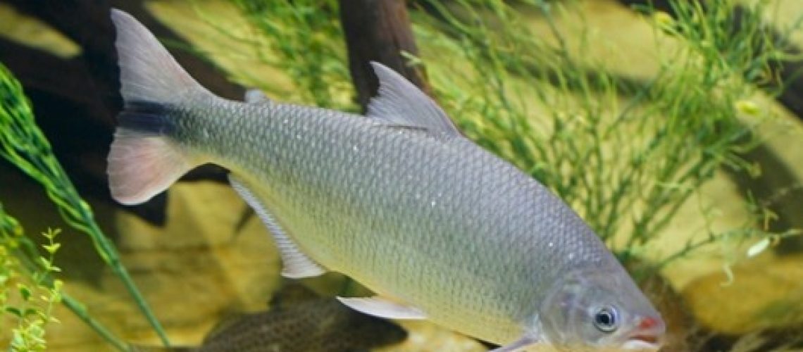 peixe-piracanjuba-cursos-cpt