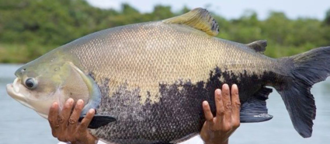 peixe