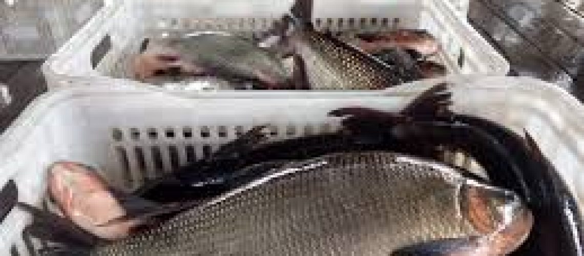 peixe