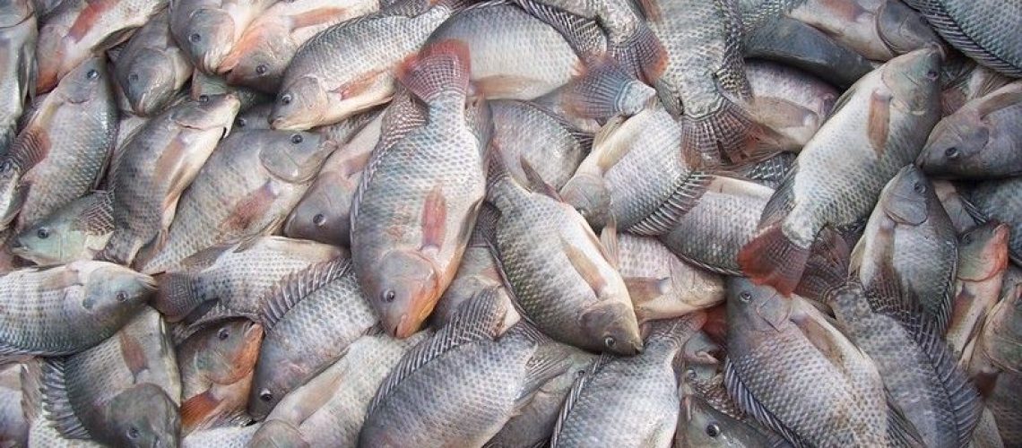 pescado