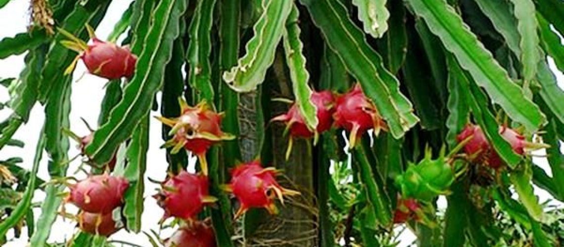 pitaia