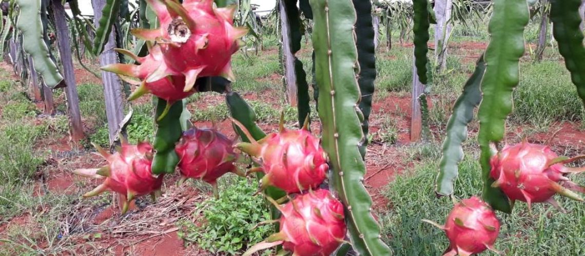pitaya