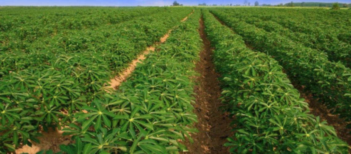 plantação de mandioca