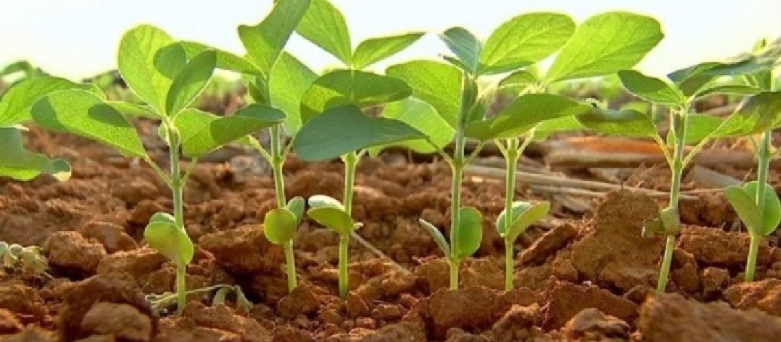 plantio da soja