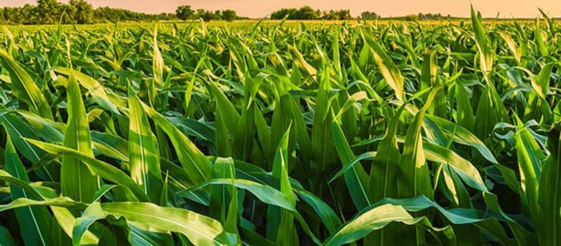 plantio-de-milho-safrinha-1280x720-1