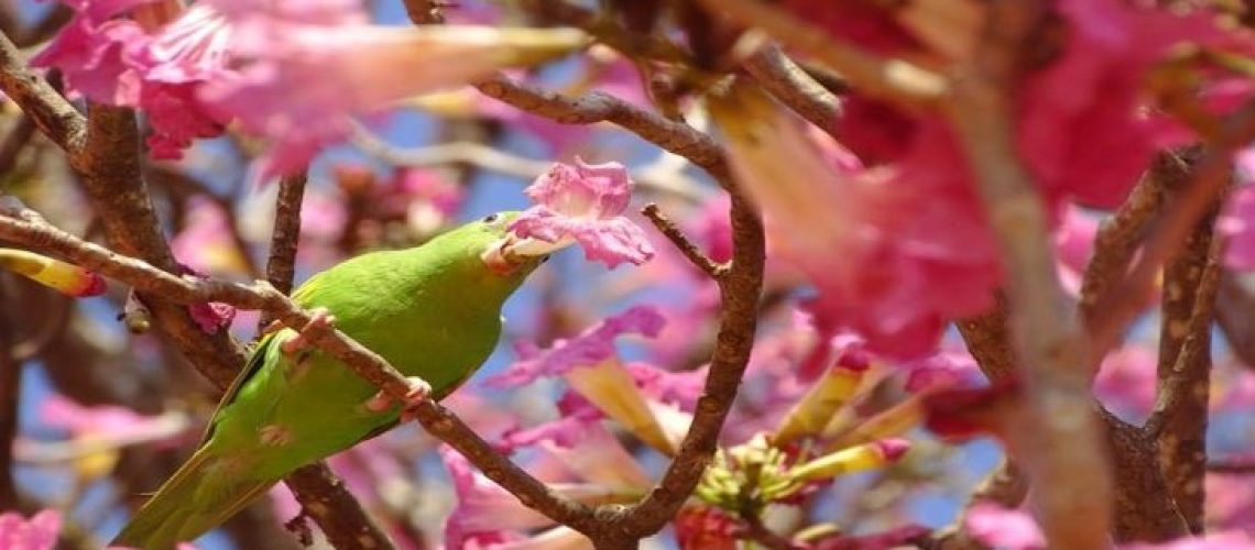 primavera