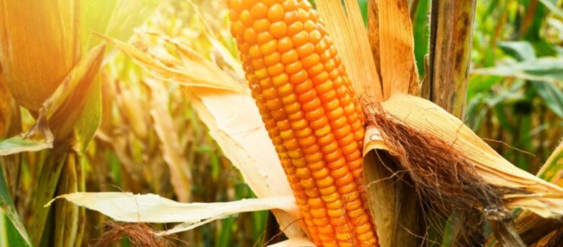 producao-de-milho-e1684255576640-740x493