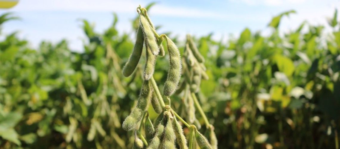 produtividade-da-soja-em-alta-desempenho-de-cultivares-surpreende-produtores-681114d520543
