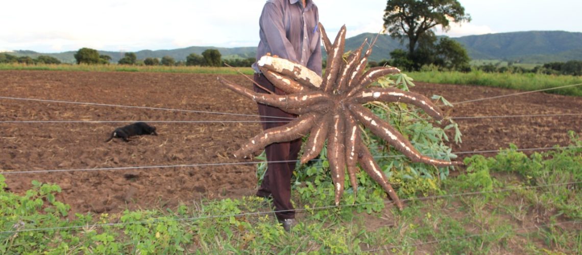 produtor_mandioca_emater