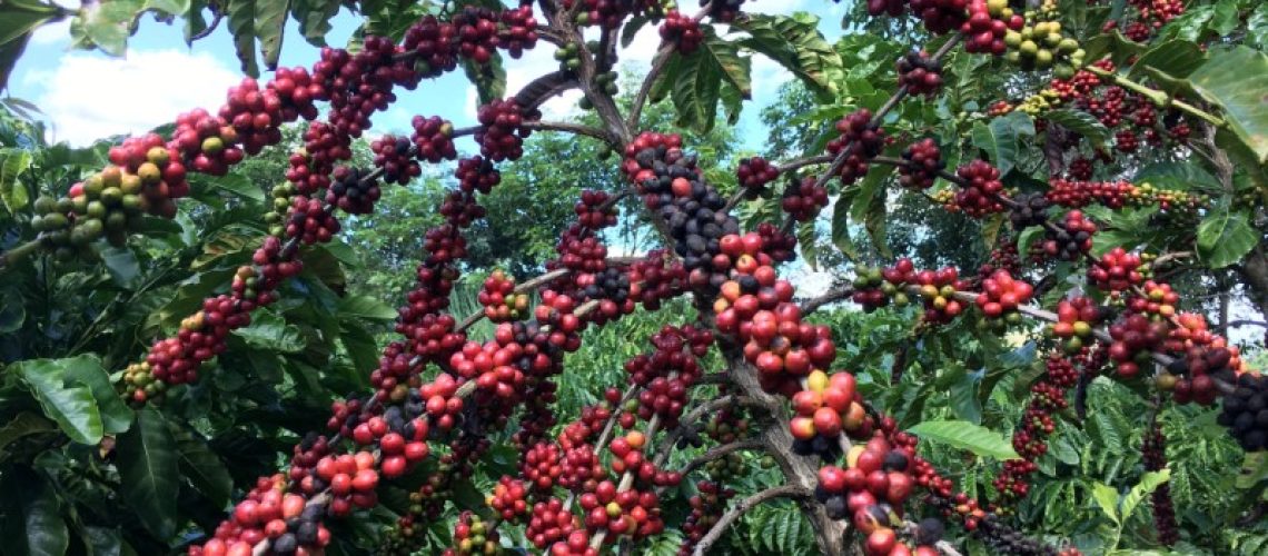 Café robusta em São Gabriel da Palha, Espírito Santo, Brasil
02/05/2018
REUTERS/Jose Roberto Gomes