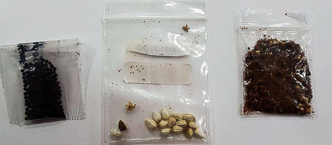 A Secretaria de Defesa Agropecuária, do Ministério da Agricultura, Pecuária e Abastecimento (Mapa), informou nesta quarta-feira (6) que foram encontrados fungos, bactérias e possibilidade de espécies vegetais quarentenárias (que não existem no Brasil) em pacotes de sementes não solicitados que chegaram ao país e foram encaminhados ao Ministério.