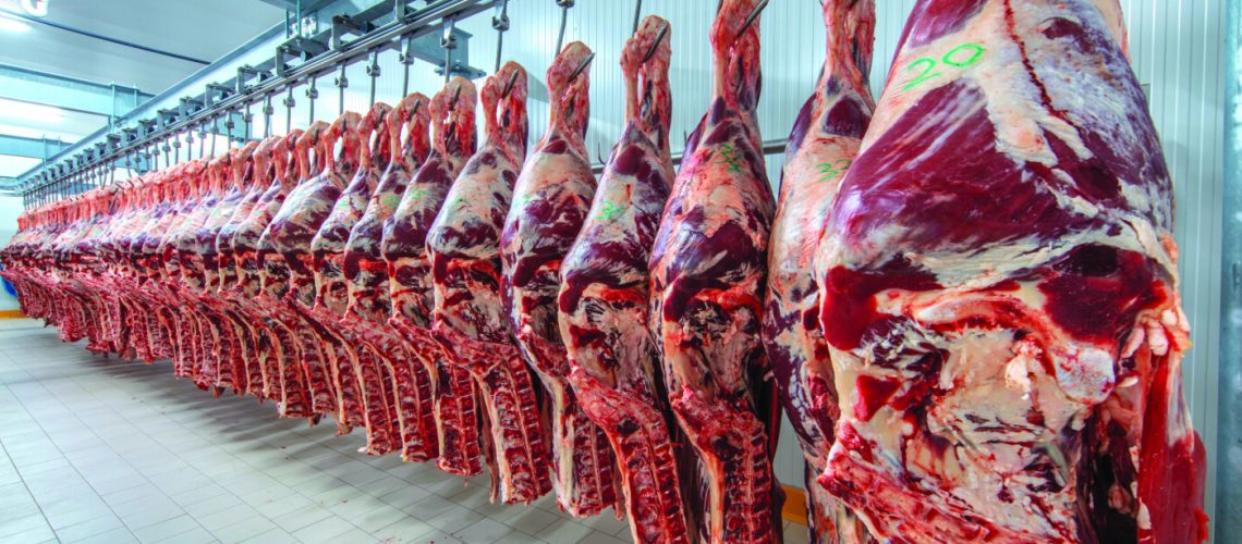 Meat industry,meats hanging in the cold store. Cattles cut and hanged on hook in a slaughterhouse. Halal cutting.